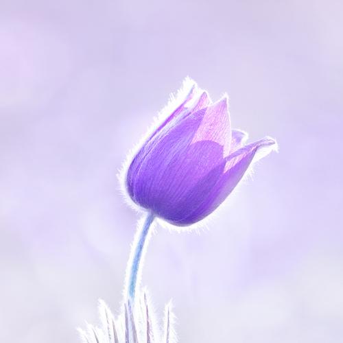 The gentlest color of spring