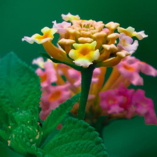 Nectar Flower