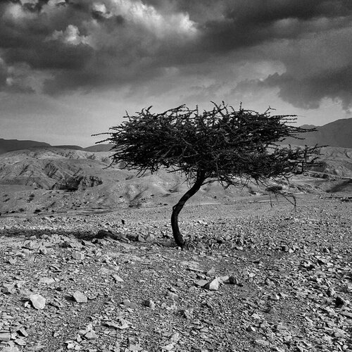 Single tree in the middle of arid mountains