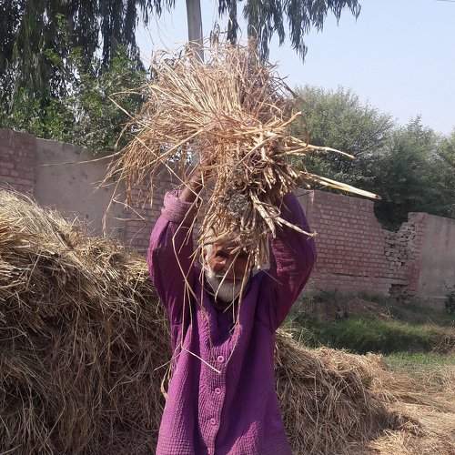 Rice Treshing