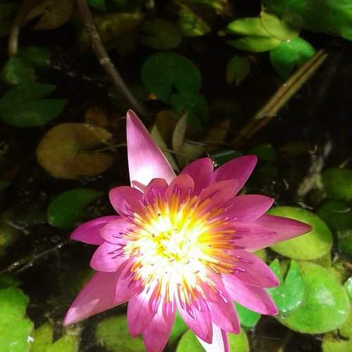 LOTUS