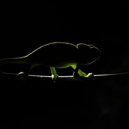 Indian chameleon
