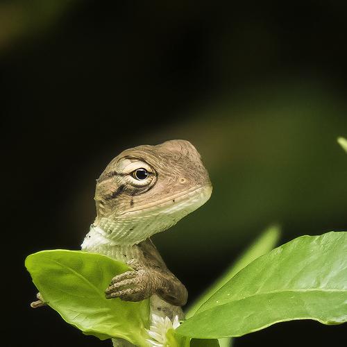 Garden Lizard