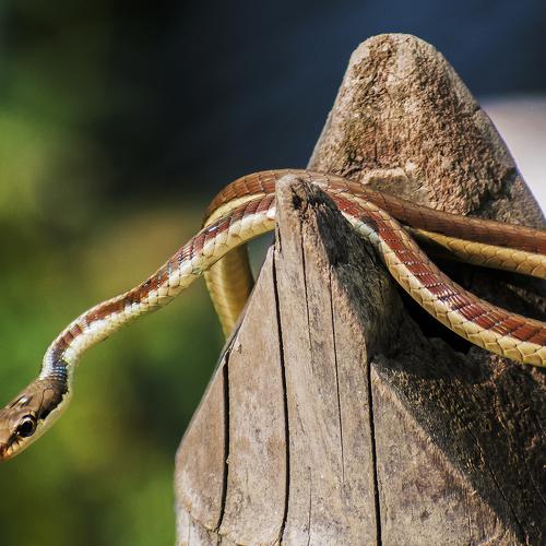 Bronzeback Tree Snake