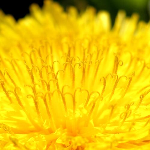 Sunny dandelion
