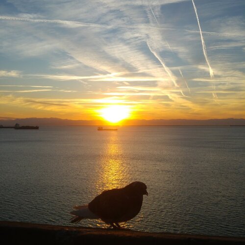 Golden bird