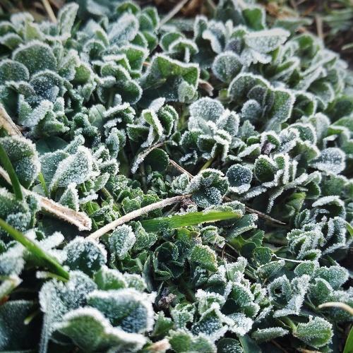 Frozen