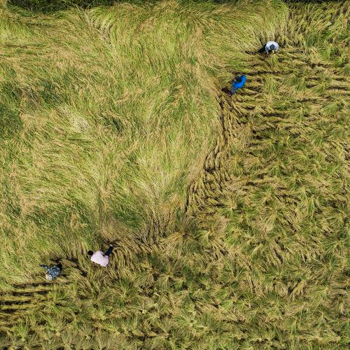 farmer