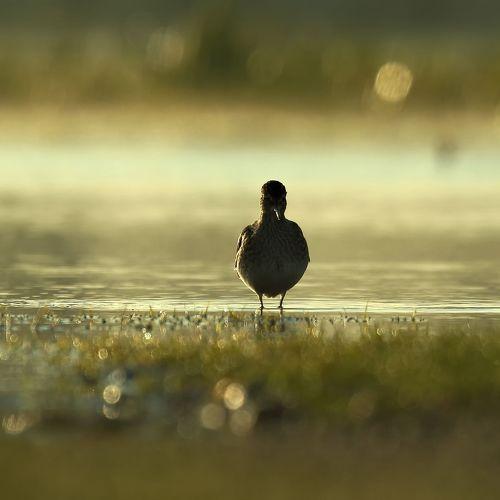 On the swamp in the morning