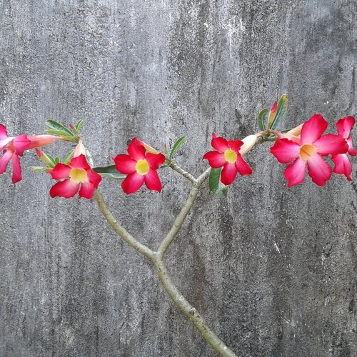 Photo #2717347