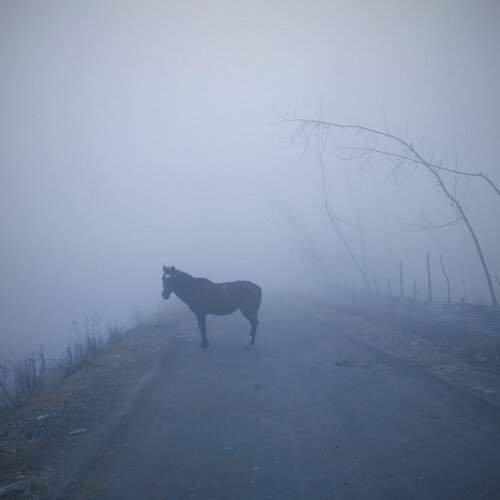 Equine