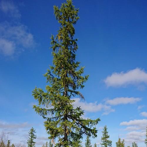 Сердце осени