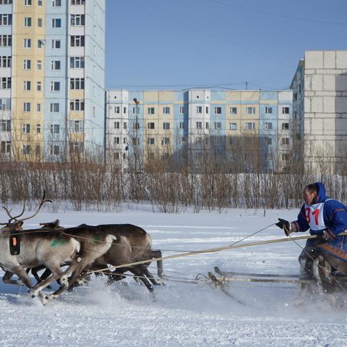 Гонки на оленях