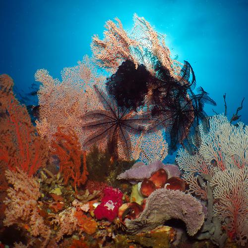 Gorgonian Soft Coral