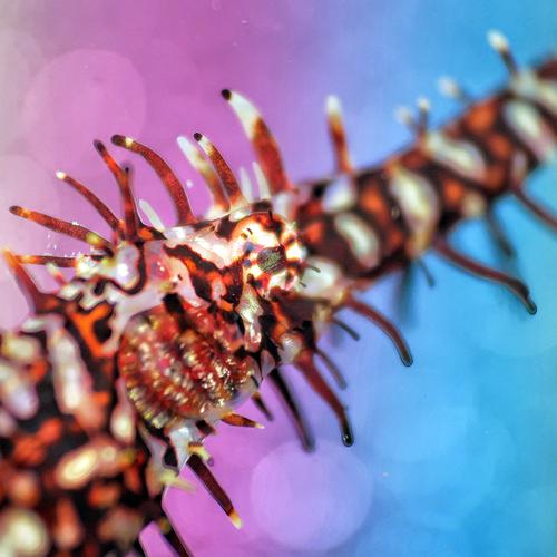 GHOST PIPEFISH