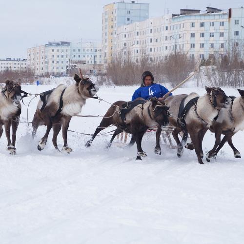 Гонки на оленях