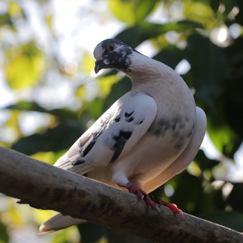 Dove