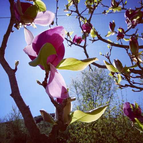 Magnolia before the sun