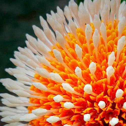 Kadam Flower