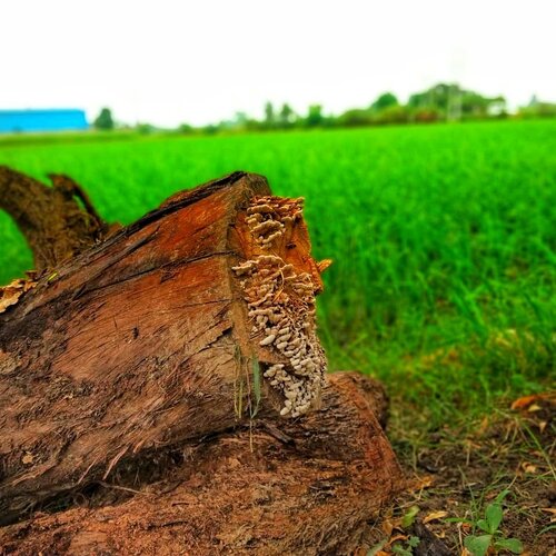 Wooden log