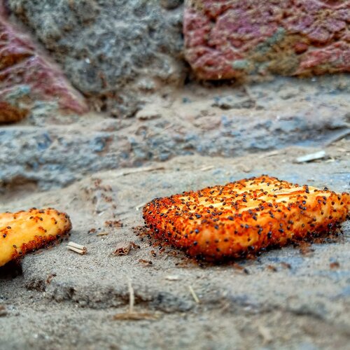 Ants Eating biscuits