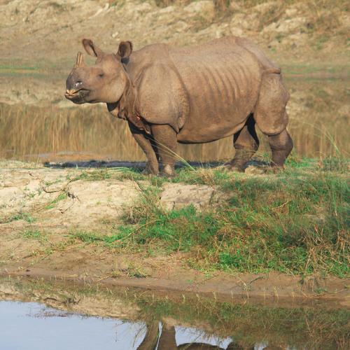 One Horned Rhinoceros