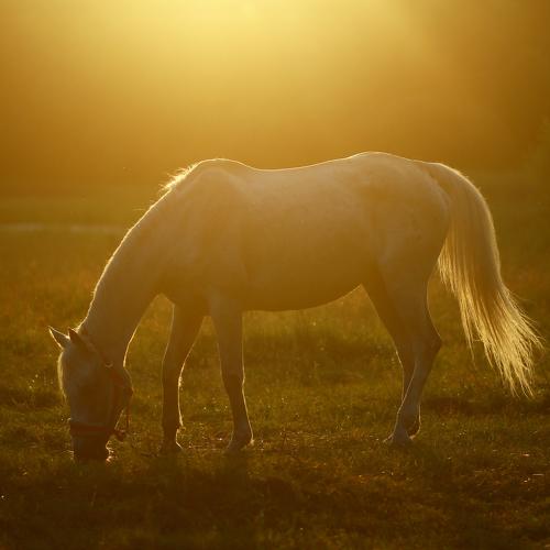 Photo #2729021
