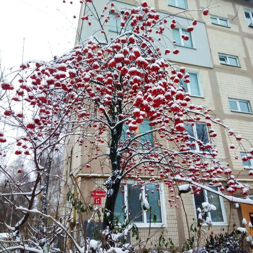 Осенний снег