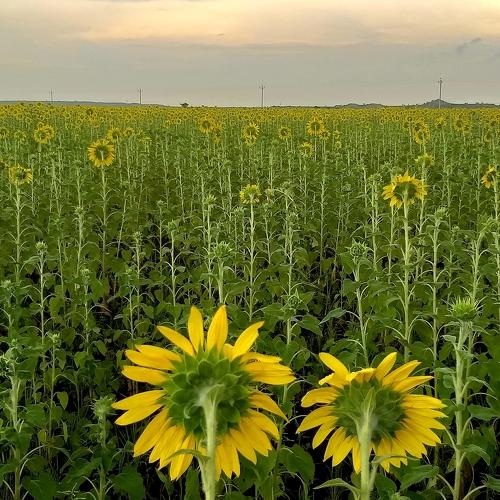 Sunflower Farm