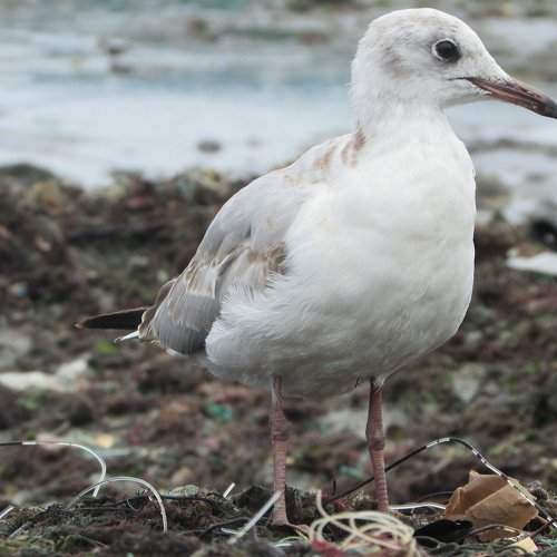 Gaviota