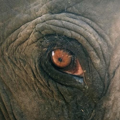 Elephant! That innocent dark eye.