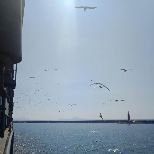 Sea Birds