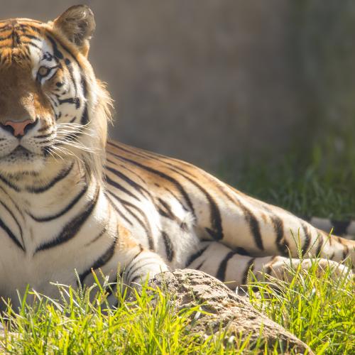 King of tigers