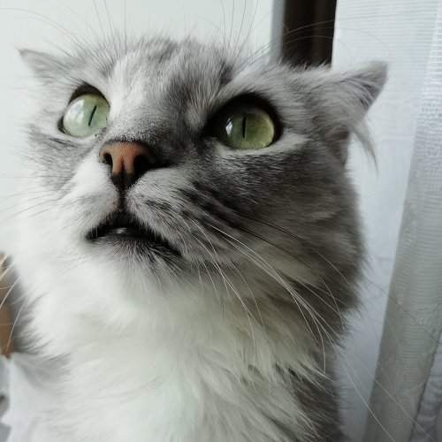Кошачья красота