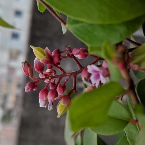 Flower gives peace