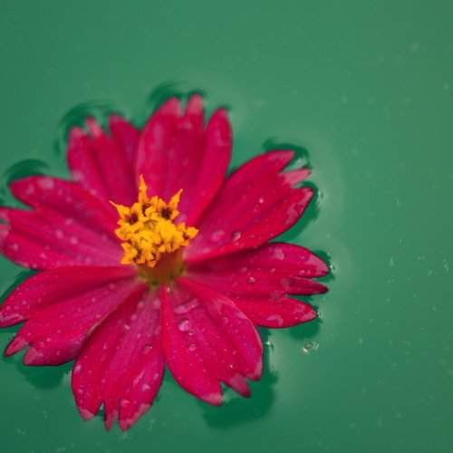 Lonely Cosme Flower