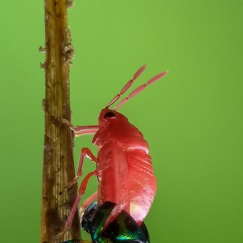 Molting