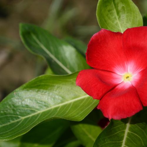 Beauty of Red