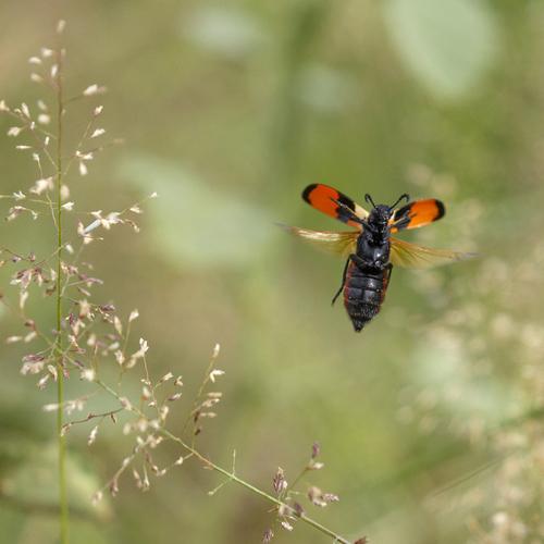 Fly Bee