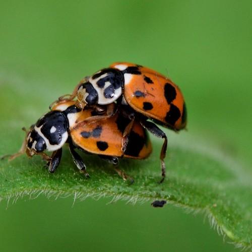 Mating pair of Beetles