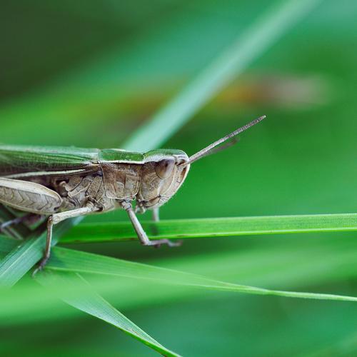 Small and green