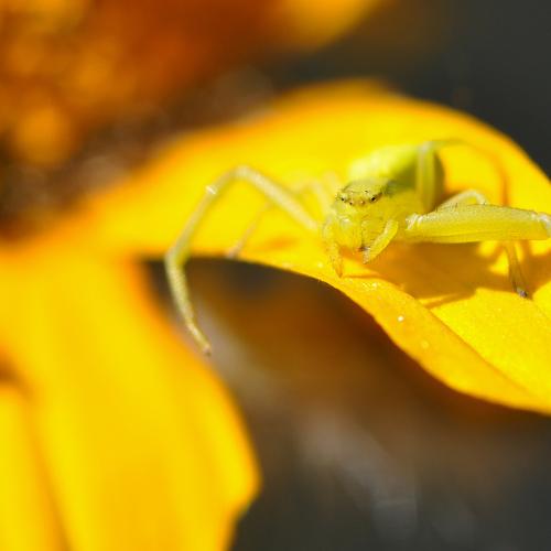 Small and yellow