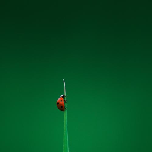 Red and green