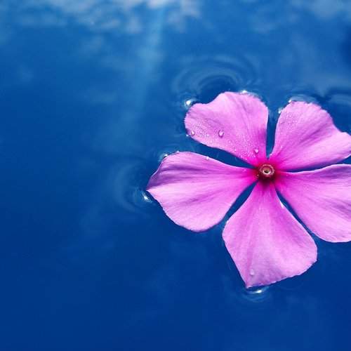 Vinca Rosea