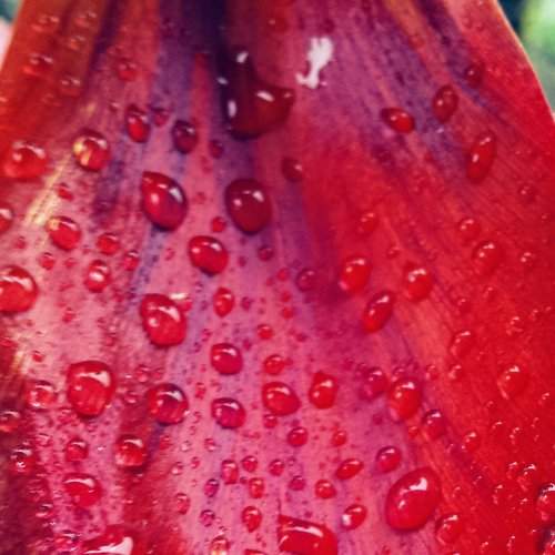 Red passion