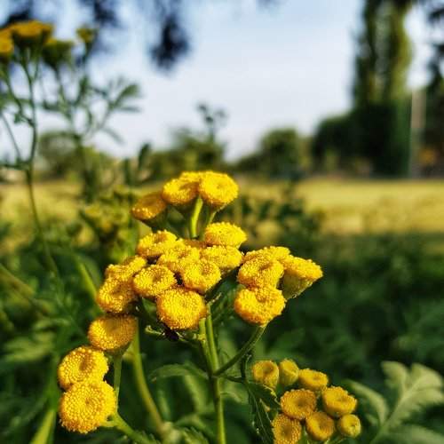 Yellow joy.