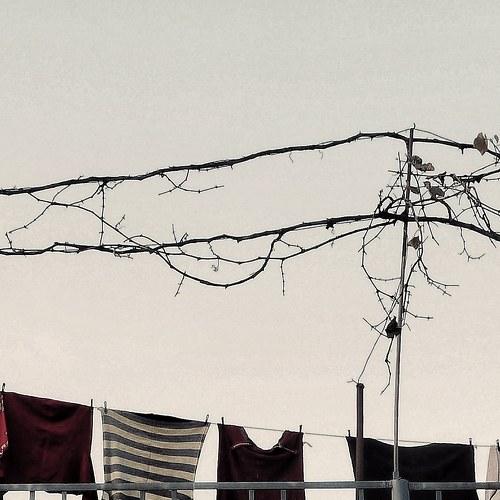 Capre diem