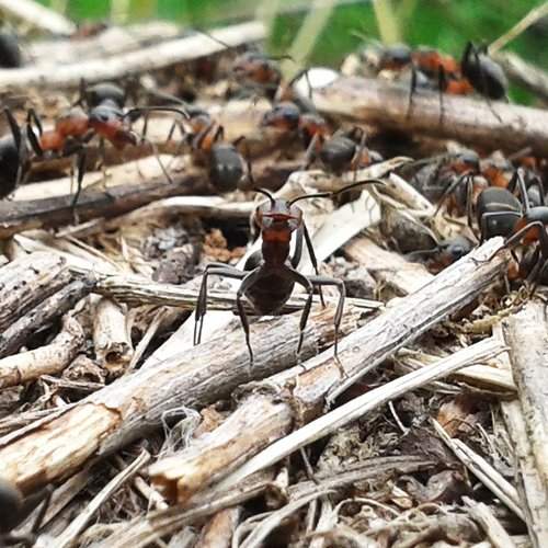 Ant Leader