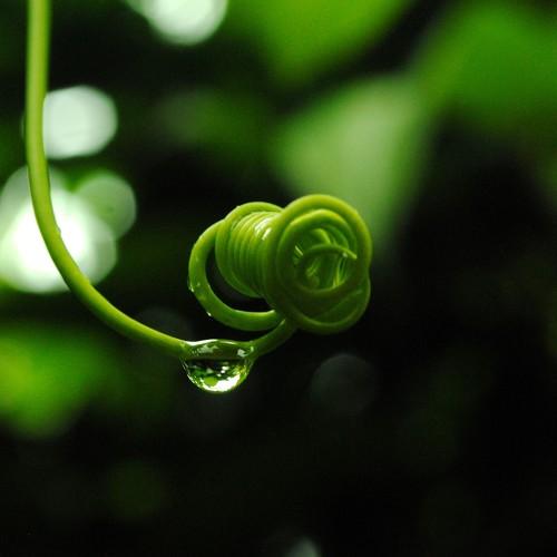 Spiral Dew