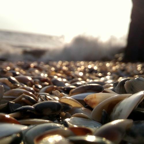 Sea Shells